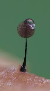 Attēlu rezultāti vaicājumam “Oligonema persimile macro”