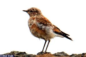 Attēlu rezultāti vaicājumam “Oenanthe oenanthe female”