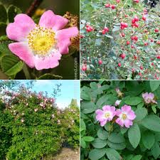 Attēlu rezultāti vaicājumam “Rosa villosa”