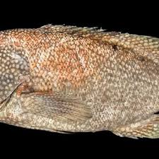 Image result for Cephalopholis cruentata