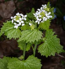 Image result for Alliaria petiolata