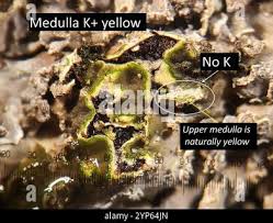 Attēlu rezultāti vaicājumam “Physconia enteroxantha”