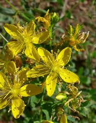Image result for Hypericum perforatum