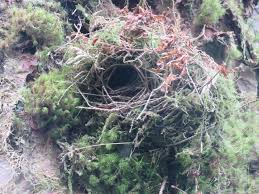 Attēlu rezultāti vaicājumam “Troglodytes troglodytes nest”