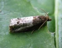 Attēlu rezultāti vaicājumam “Notocelia roborana”