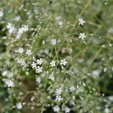 Attēlu rezultāti vaicājumam “Gypsophila fastigiata”