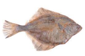 Image result for Hippoglossus hippoglossus