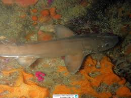 Image result for Haploblepharus pictus