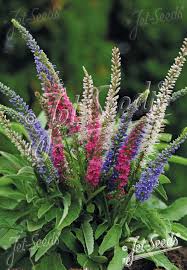 Attēlu rezultāti vaicājumam “Veronica spicata fruit”