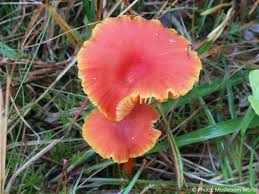 Attēlu rezultāti vaicājumam “Hygrocybe cantharellus”