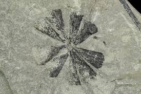 Attēlu rezultāti vaicājumam “Campylophyllum calcareum sporophyte”