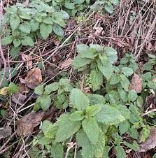 Attēlu rezultāti vaicājumam “Urtica dioica”