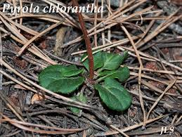 Attēlu rezultāti vaicājumam “Pyrola chlorantha leaf”