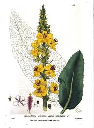 Image result for Verbascum nigrum