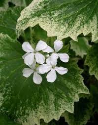 Image result for Lunaria annua