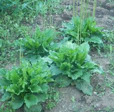 Attēlu rezultāti vaicājumam “Plantago media bud”