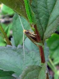 Attēlu rezultāti vaicājumam “Nematopogon sp.”