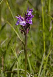 Attēlu rezultāti vaicājumam “Dactylorhiza traunsteineri”