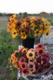 Image result for Rudbeckia