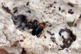 Attēlu rezultāti vaicājumam “Tetratoma fungorum”