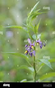 Attēlu rezultāti vaicājumam “Solanum dulcamara flower”