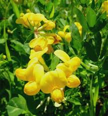 Attēlu rezultāti vaicājumam “Lotus corniculatus flower”