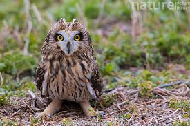 Attēlu rezultāti vaicājumam “Asio flammeus”