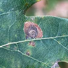Attēlu rezultāti vaicājumam “Tischeria complanella larva”