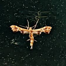 Attēlu rezultāti vaicājumam “Cnaemidophorus rhododactyla”