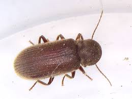 Attēlu rezultāti vaicājumam “Priobium carpini”