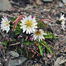 Attēlu rezultāti vaicājumam “Taraxacum suecicum”