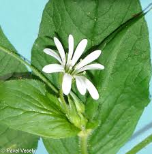 Attēlu rezultāti vaicājumam “Stellaria nemorum flower”