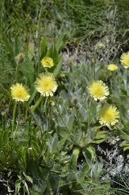 Attēlu rezultāti vaicājumam “Pilosella officinarum flower”