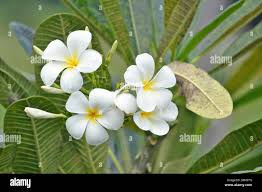 Attēlu rezultāti vaicājumam “Apocynaceae”