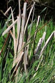 Attēlu rezultāti vaicājumam “Carex acuta leaf”