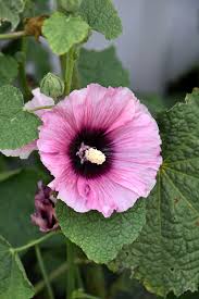 Image result for Alcea rosea