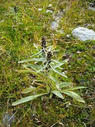Attēlu rezultāti vaicājumam “Gnaphalium sylvaticum leaf”