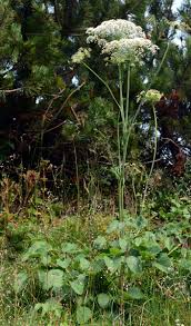 Attēlu rezultāti vaicājumam “Laserpitium latifolium leaf”