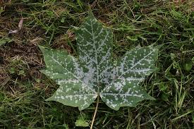 Attēlu rezultāti vaicājumam “Sawadaea tulasnei”