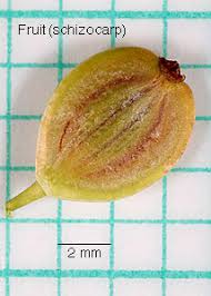 Attēlu rezultāti vaicājumam “Pastinaca sativa subsp. sylvestris fruit”