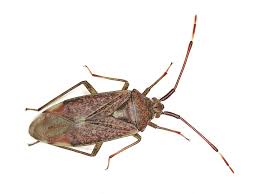 Attēlu rezultāti vaicājumam “Pantilius tunicatus”