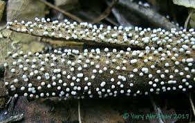 Attēlu rezultāti vaicājumam “Didymium minus”