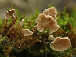 Attēlu rezultāti vaicājumam “Arrhenia retiruga”