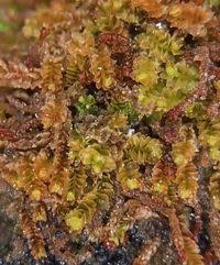 Attēlu rezultāti vaicājumam “Lophozia incisa”