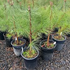 Attēlu rezultāti vaicājumam “Pinus ponderosa”