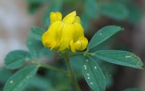 Attēlu rezultāti vaicājumam “Medicago sativa subsp. falcata leaf”