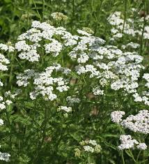 Attēlu rezultāti vaicājumam “Achillea millefolium flower”