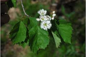 Attēlu rezultāti vaicājumam “Crataegus x macrocarpa”