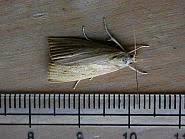 Attēlu rezultāti vaicājumam “Calamotropha paludella”