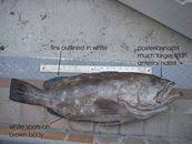 Image result for Hyporthodus niveatus